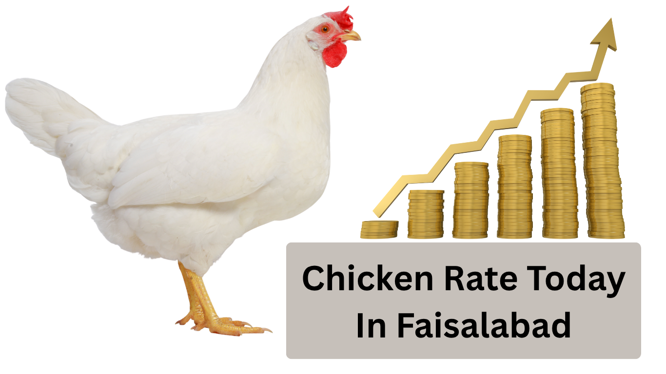 Chicken Rate Today In Faisalabad